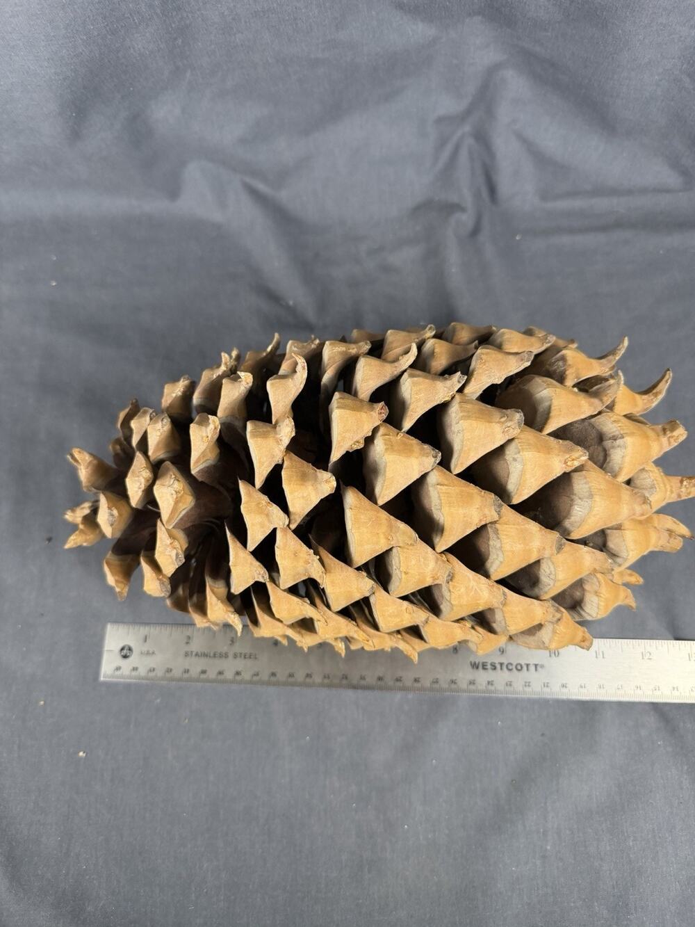 Giant Widow Maker 12” Coulter Pine Pinecone Harvested In Southern California
